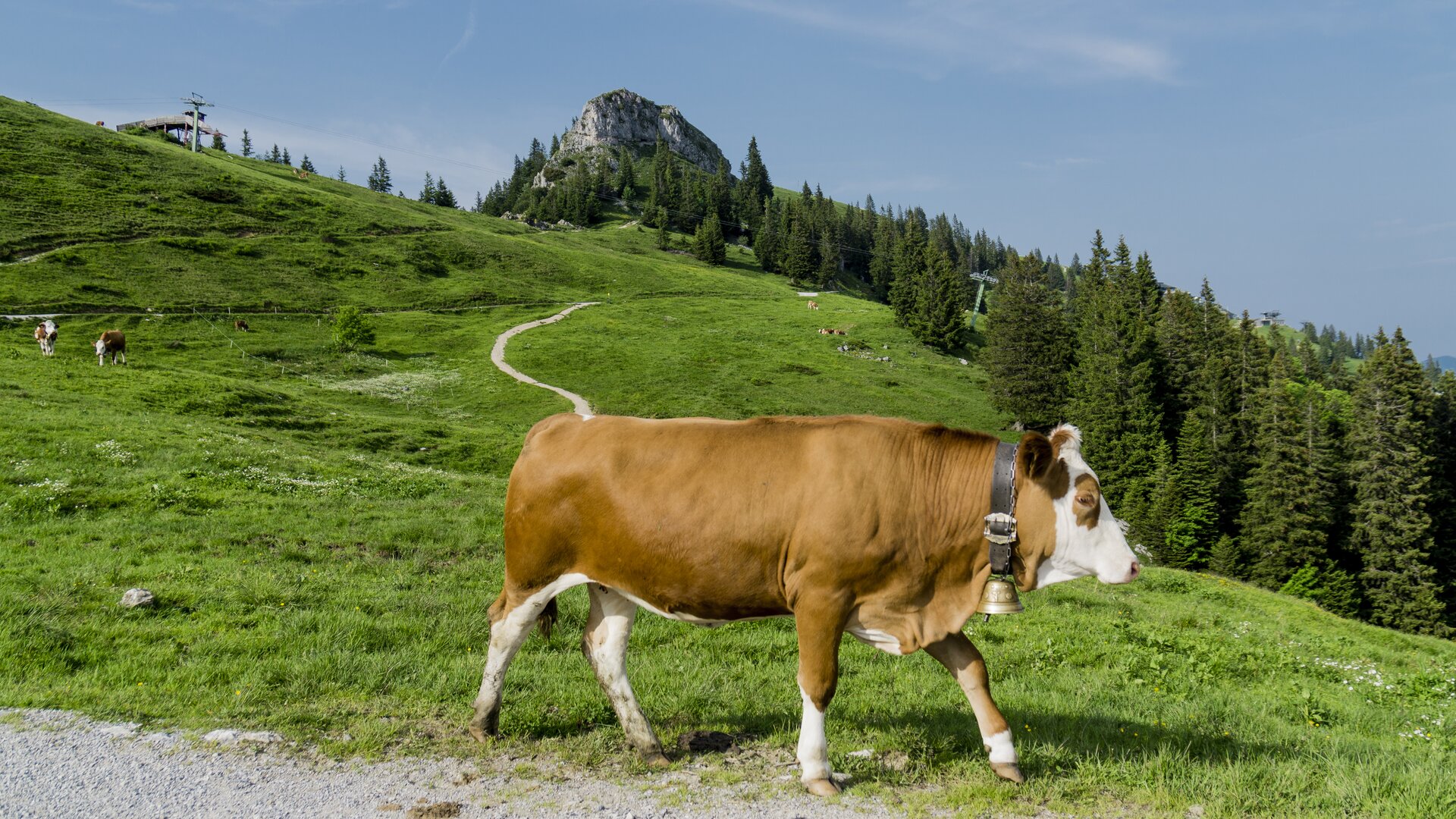 Wandern im Chiemgau | © DAV/Hans Herbig Eine Kuh in den Chiemgauer Alpen | © DAV/Hans Herbig
