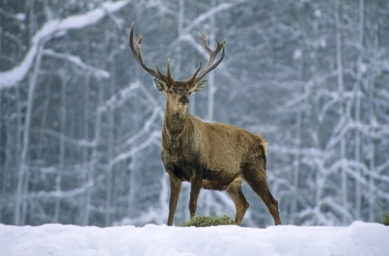 Rotwild im Schnee | © Andreas Strauss